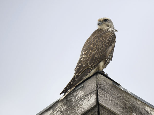 Aavikkohaukka, Saker Falcon, Falco cherrug