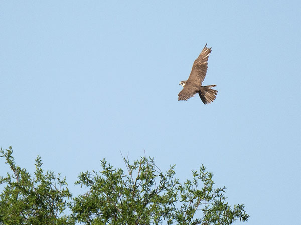 Aavikkohaukka, Saker Falcon, Falco cherrug