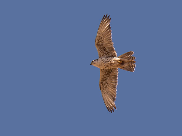 Aavikkohaukka, Saker Falcon, Falco cherrug
