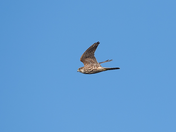 Ampuhaukka, Merlin, Falco columbarius