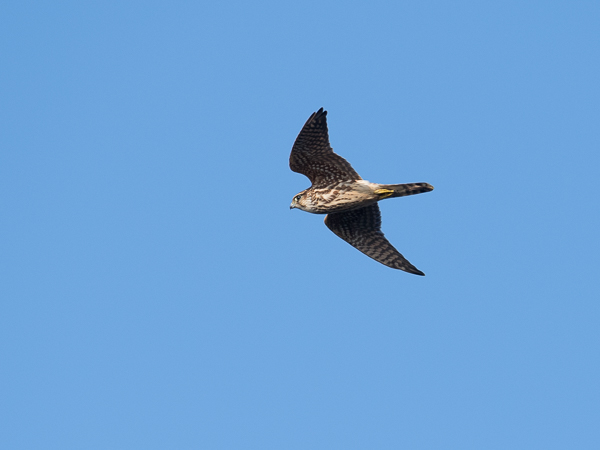 Ampuhaukka, Merlin, Falco columbarius