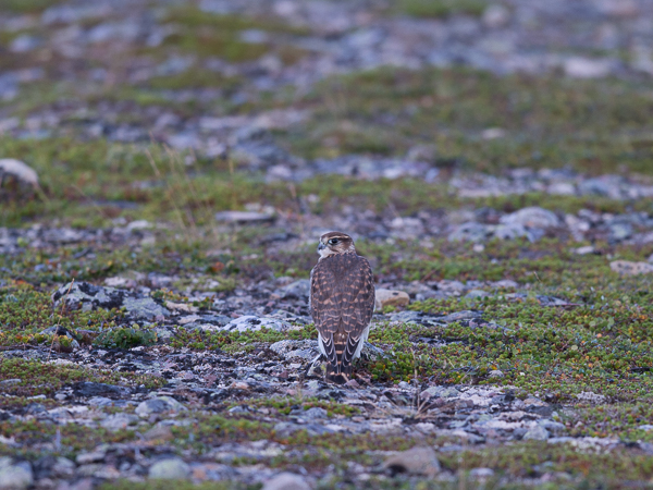 Ampuhaukka, Merlin, Falco columbarius