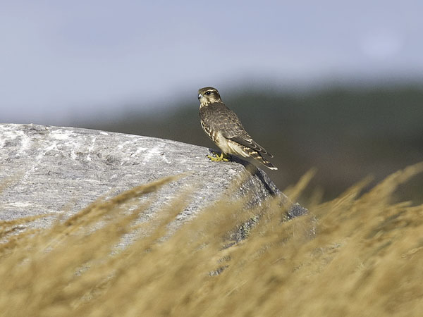Ampuhaukka, Merlin, Falco columbarius