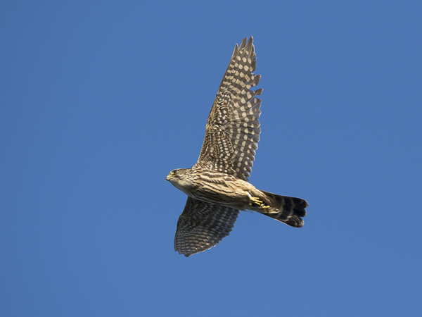Ampuhaukka, Merlin, Falco columbarius