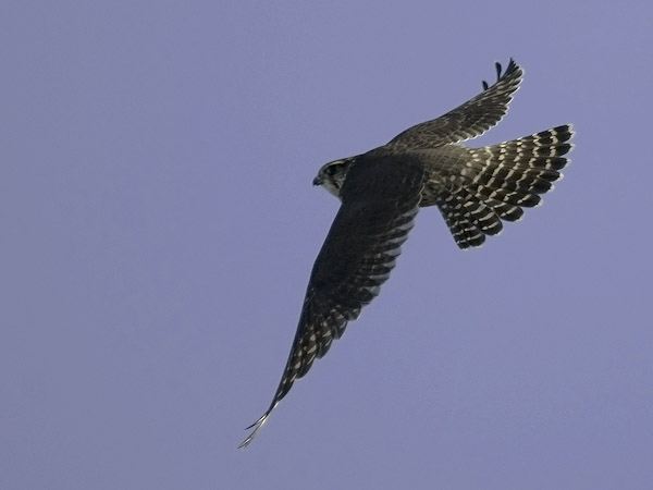 Ampuhaukka, Merlin, Falco columbarius