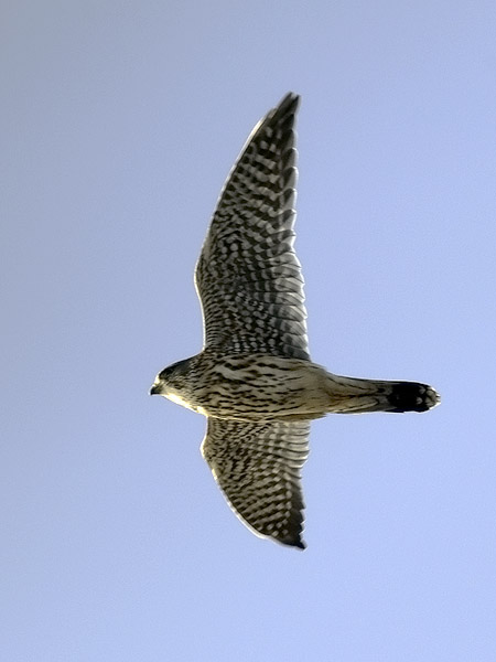 Ampuhaukka, Merlin, Falco columbarius