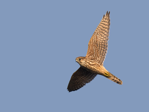 Ampuhaukka, Merlin, Falco columbarius