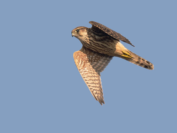 Ampuhaukka, Merlin, Falco columbarius