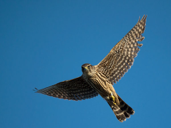 Ampuhaukka, Merlin, Falco columbarius
