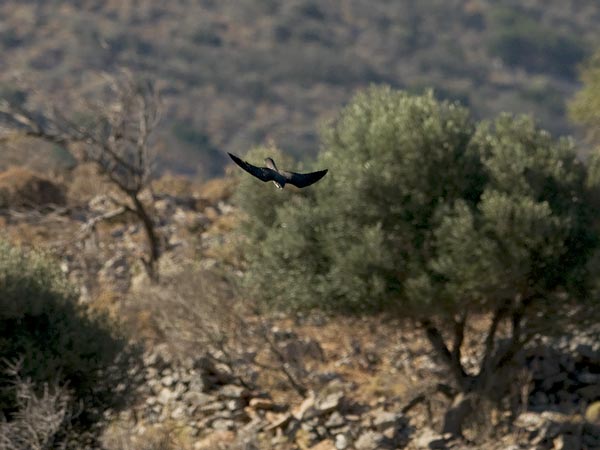 Välimerenhaukka, Eleonora's Falcon, Falco eleonorae