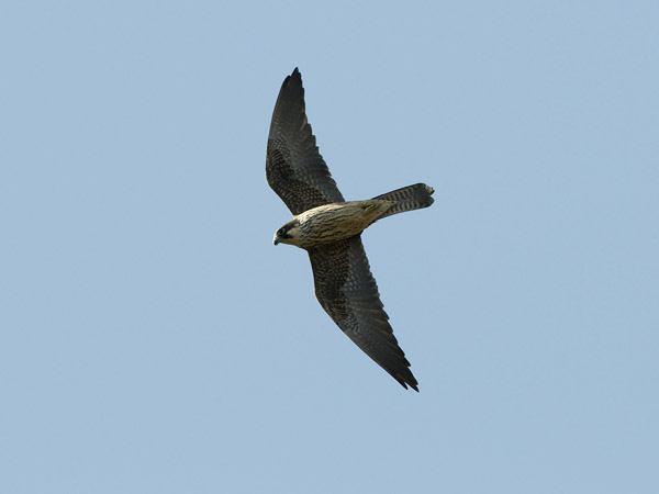 Välimerenhaukka, Eleonora's Falcon, Falco eleonorae