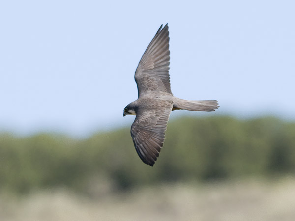 Välimerenhaukka, Eleonora's Falcon, Falco eleonorae