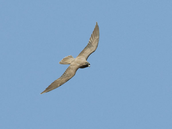 Välimerenhaukka, Eleonora's Falcon, Falco eleonorae