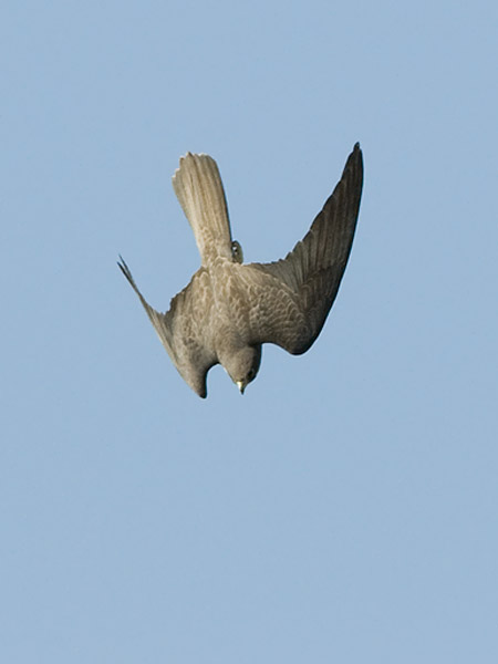 Välimerenhaukka, Eleonora's Falcon, Falco eleonorae