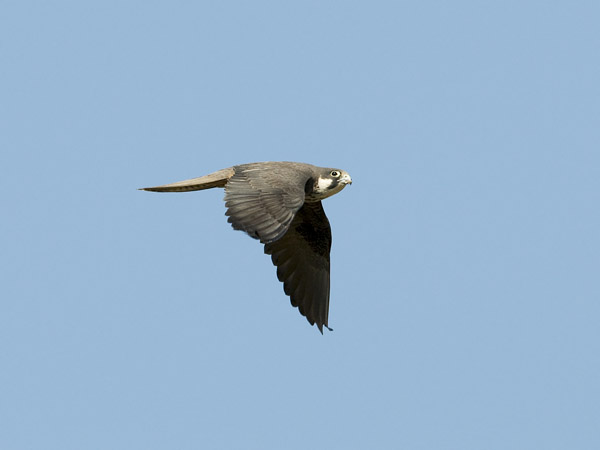 Välimerenhaukka, Eleonora's Falcon, Falco eleonorae