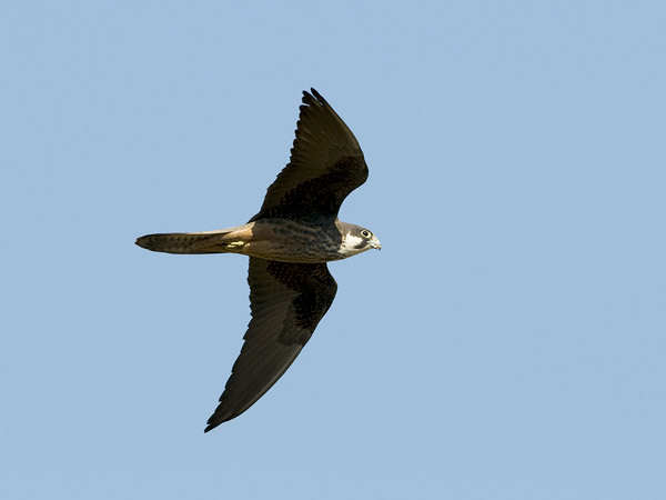Välimerenhaukka, Eleonora's Falcon, Falco eleonorae