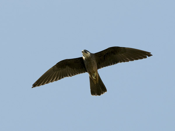 Välimerenhaukka, Eleonora's Falcon, Falco eleonorae