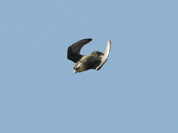 Välimerenhaukka, Eleonora's Falcon, Falco eleonorae