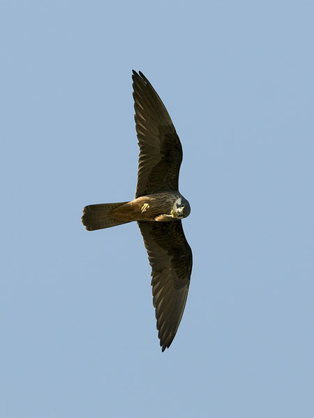 Välimerenhaukka, Eleonora's Falcon, Falco eleonorae
