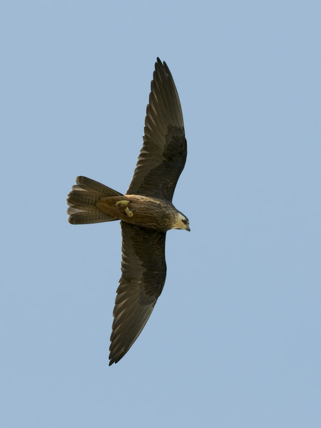 Välimerenhaukka, Eleonora's Falcon, Falco eleonorae