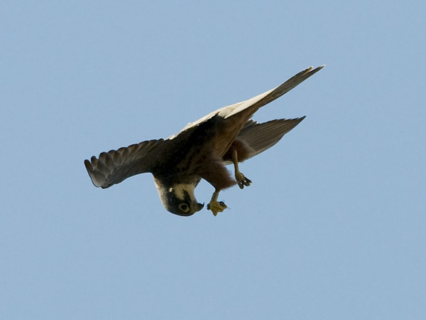 Välimerenhaukka, Eleonora's Falcon, Falco eleonorae