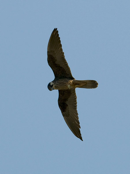 Välimerenhaukka, Eleonora's Falcon, Falco eleonorae