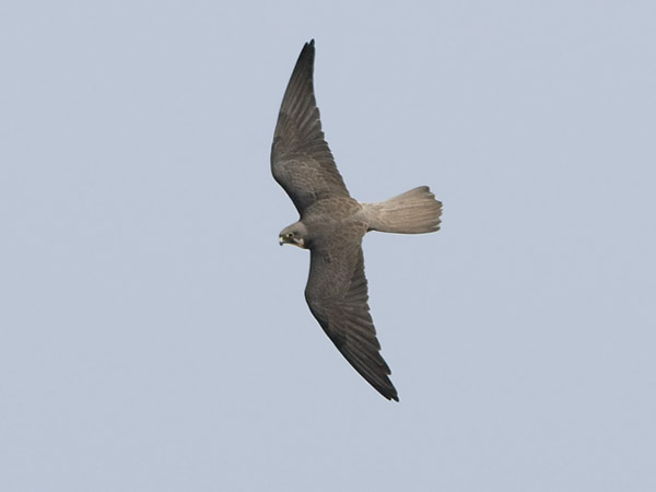 Välimerenhaukka, Eleonora's Falcon, Falco eleonorae