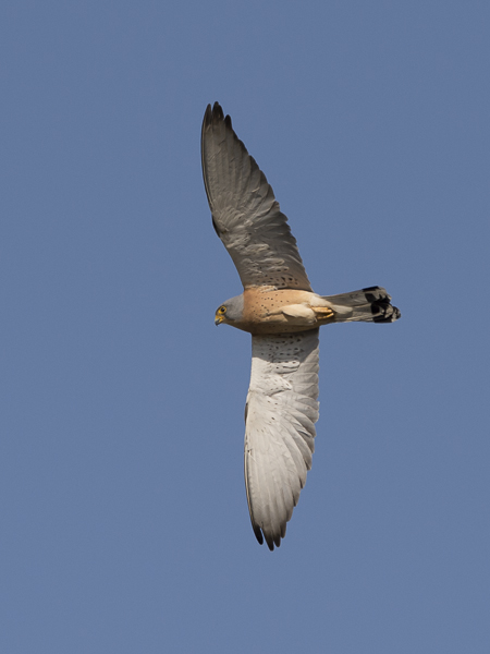 Pikkutuulihaukka, Lesser Kestrel, Falco naumanni