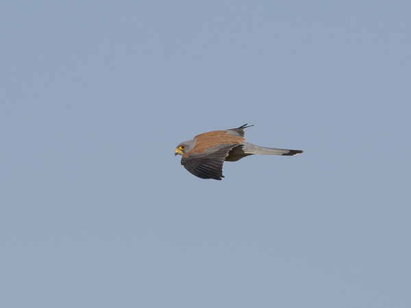 Pikkutuulihaukka, Lesser Kestrel, Falco naumanni