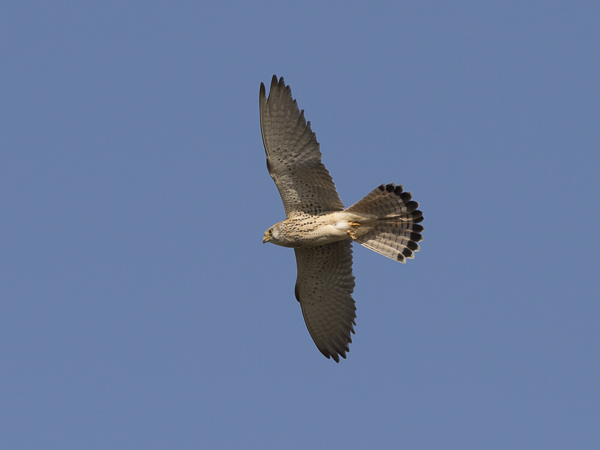 Pikkutuulihaukka, Lesser Kestrel, Falco naumanni