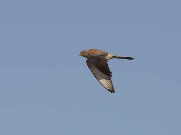 Pikkutuulihaukka, Lesser Kestrel, Falco naumanni