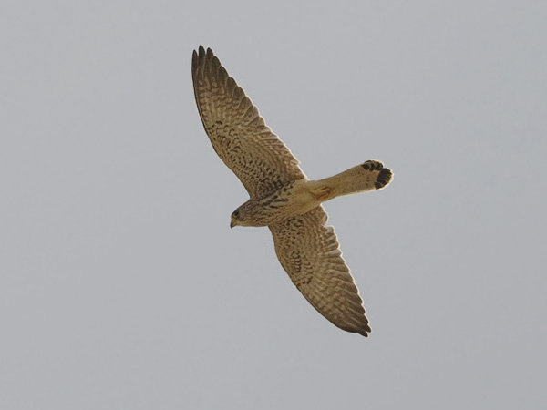 Pikkutuulihaukka, Lesser Kestrel, Falco naumanni