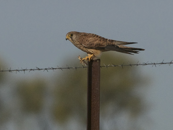 Pikkutuulihaukka, Lesser Kestrel, Falco naumanni
