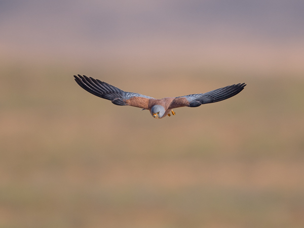 Pikkutuulihaukka, Lesser Kestrel, Falco naumanni