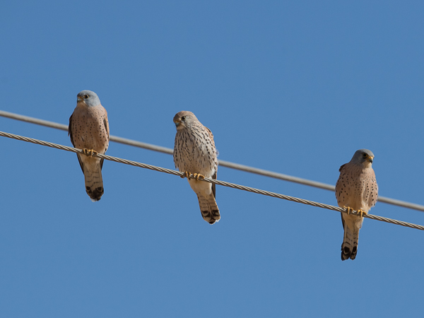 Pikkutuulihaukka, Lesser Kestrel, Falco naumanni
