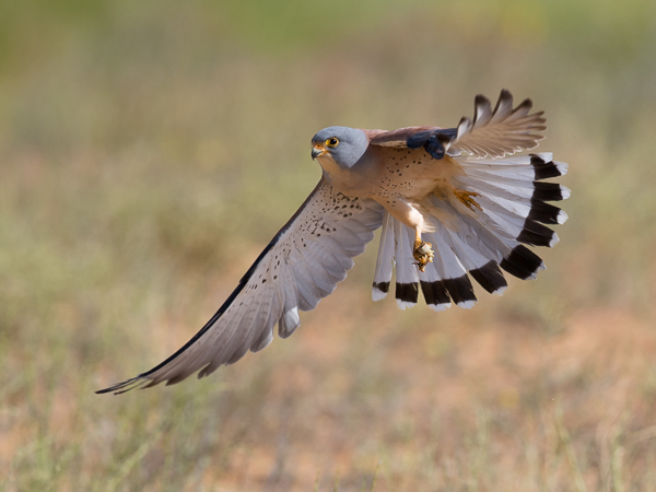 Pikkutuulihaukka, Lesser Kestrel, Falco naumanni