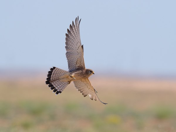 Pikkutuulihaukka, Lesser Kestrel, Falco naumanni