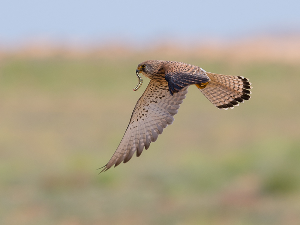 Pikkutuulihaukka, Lesser Kestrel, Falco naumanni