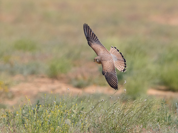 Pikkutuulihaukka, Lesser Kestrel, Falco naumanni