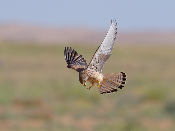 Pikkutuulihaukka, Lesser Kestrel, Falco naumanni