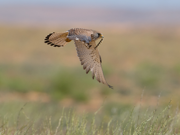 Pikkutuulihaukka, Lesser Kestrel, Falco naumanni