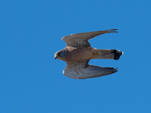 Pikkutuulihaukka, Lesser Kestrel, Falco naumanni