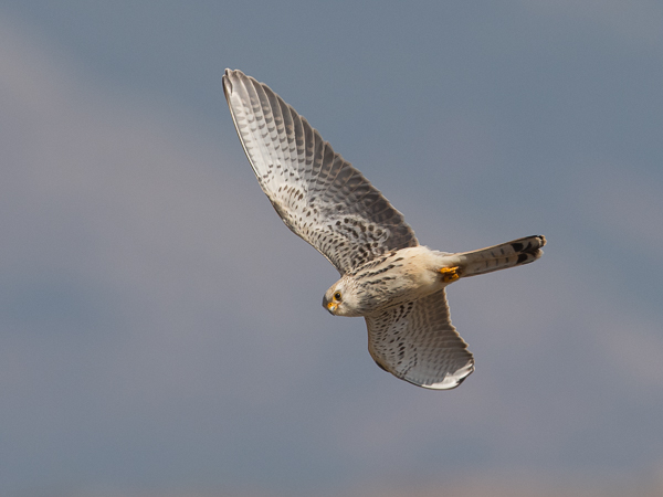 Pikkutuulihaukka, Lesser Kestrel, Falco naumanni