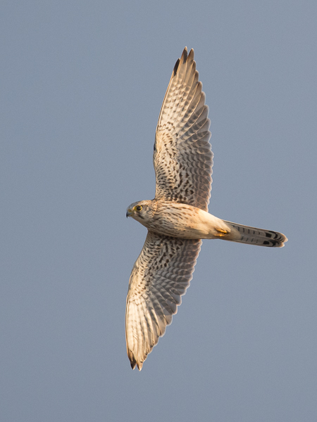 Pikkutuulihaukka, Lesser Kestrel, Falco naumanni