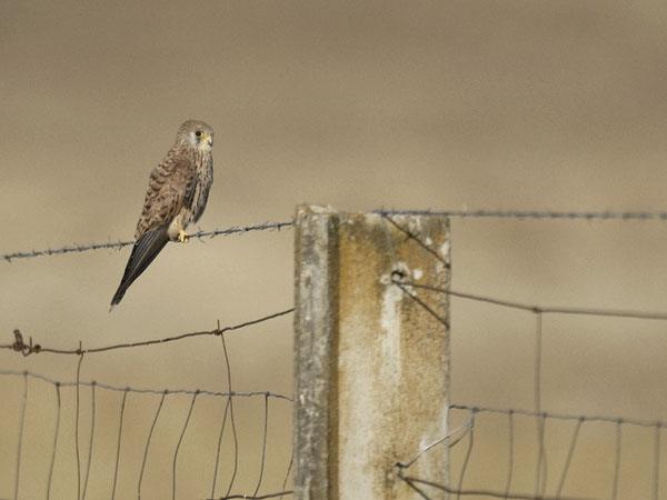 Pikkutuulihaukka, Lesser Kestrel, Falco naumanni