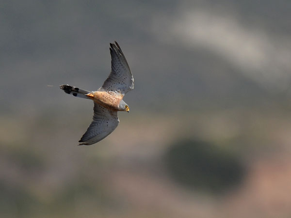 Pikkutuulihaukka, Lesser Kestrel, Falco naumanni