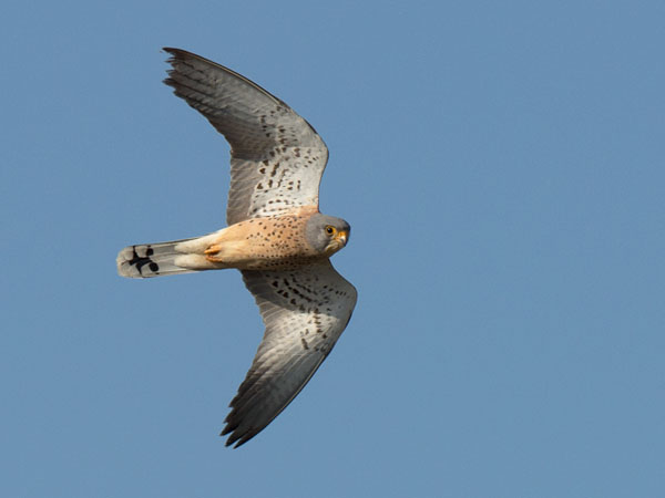 Pikkutuulihaukka, Lesser Kestrel, Falco naumanni