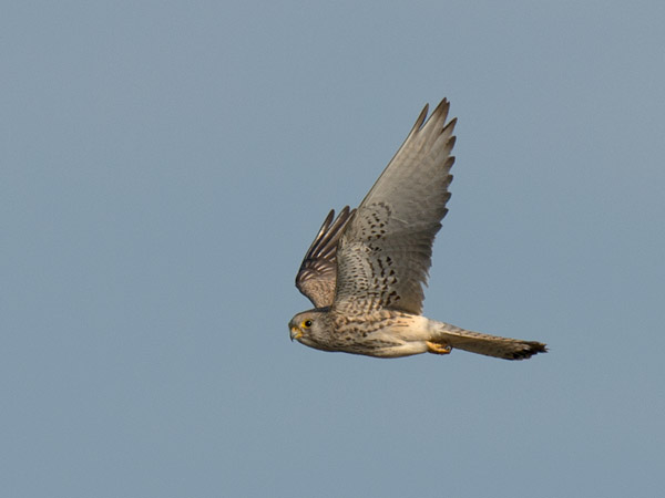 Pikkutuulihaukka, Lesser Kestrel, Falco naumanni