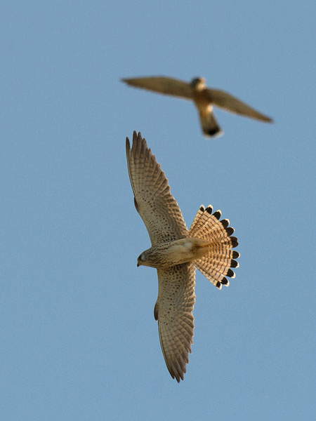 Pikkutuulihaukka, Lesser Kestrel, Falco naumanni