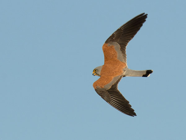 Pikkutuulihaukka, Lesser Kestrel, Falco naumanni